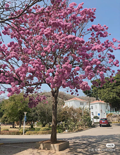 花绽采集到S-树形——落叶