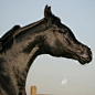 Arabian horse