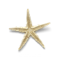 超高清 海星 海螺 贝壳 珊瑚 海马等 航洋生物主题 png元素 starfish-9