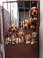 Golden Retrievers Family: 