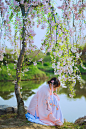『念樱花』-中关村在线摄影论坛