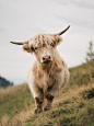 Photo by Fabian Betto on Unsplash : Highland Cattle – Download this photo by Fabian Betto on Unsplash