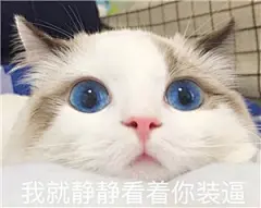 冷酷喵表情包_冷酷喵表情包下载_冷酷喵动态gif表情图-4399聊天表情包大全