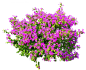 三角梅2