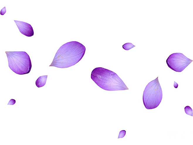 紫色花瓣