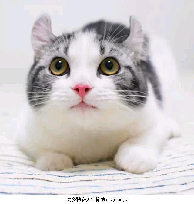大脸卷耳猫，萌萌哒～