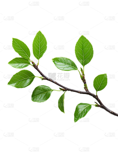 T9wjO49b采集到植物花卉