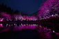 台湾——夜间在灯光下令人眼花缭乱的樱花