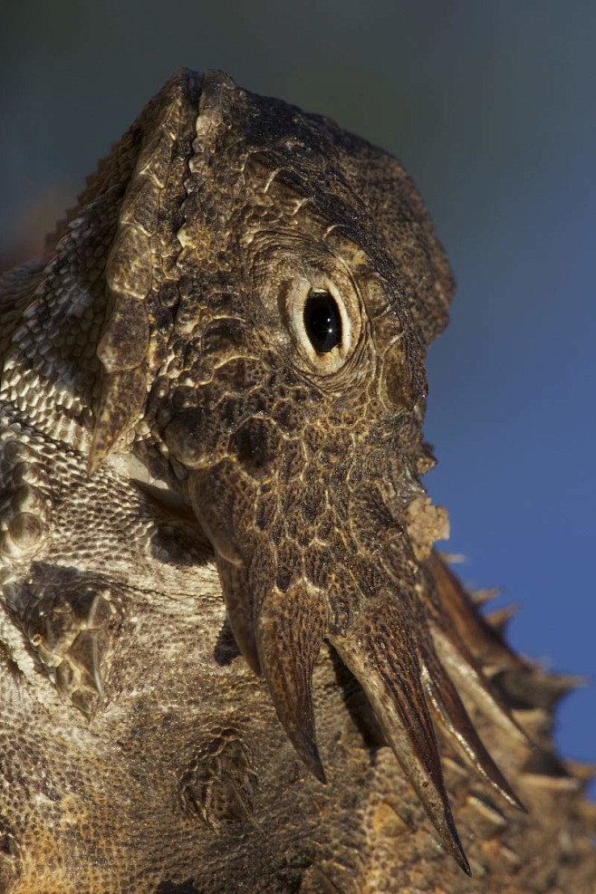 蜥蜴目美洲鬣蜥科角蜥属帝王角蜥