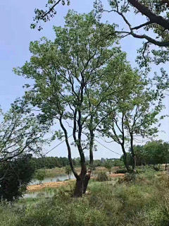 子瓜-采集到植物