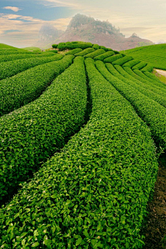 り霸道是种疼爱゛采集到茶之道