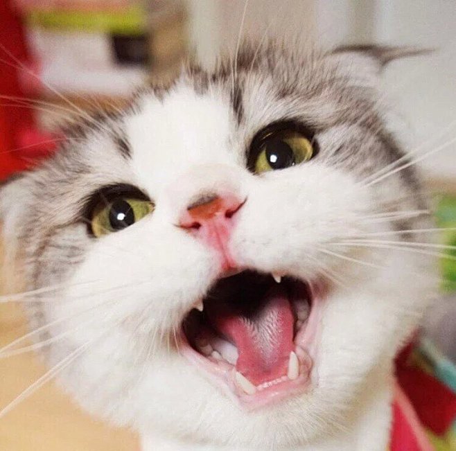 动物 猫咪 狗呆萌 喵星可爱 宠物 自然...