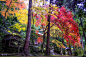reminiscence of the last autumn (Gohodo Benzaiten shrine, Kyoto) : 1/50s f/5.0 ISO500