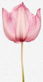 PNG Real Pressed pink tulip flower petal plant.