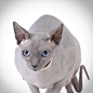 6-canadian-sphynx-cat-waldek-dabrowski