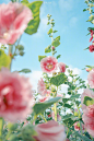 夏蜀葵的天空  摄影：@虞洲一书生_