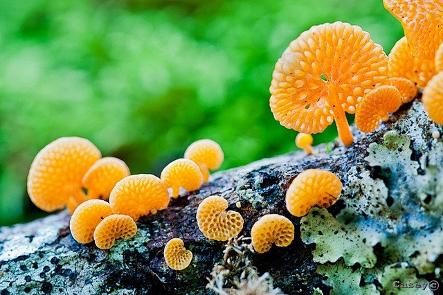 Favolaschia calocera...