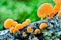 Favolaschia calocera, orange pore fungus