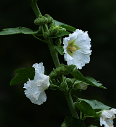 阿瘦*岑岑采集到花苑