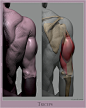 triceps_006