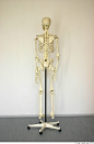 Skeleton_0005