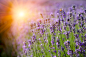 Rows of lavender crops in field