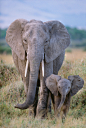 安博塞利国家公园 大象天堂 肯尼亚