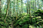 富士山,怀尔德伍德,气功,地球女神,叶绿素,光合作用,山梨县,熔岩,生态旅游,里山