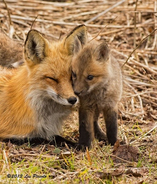 Funny Wildlife, Foxi...