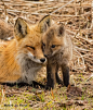 Funny Wildlife, Foxie Love by Les Picolo #采集大赛#