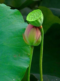 雨中的背影采集到那些花儿