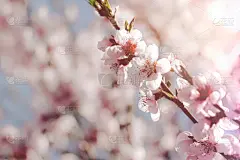 脆弱,粉色,节日,贺卡,春天,桃花,信函,浪漫,爱