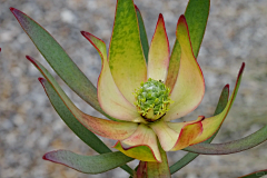 LockLee采集到植物 山龙眼科（针垫花，国王花，银桦）