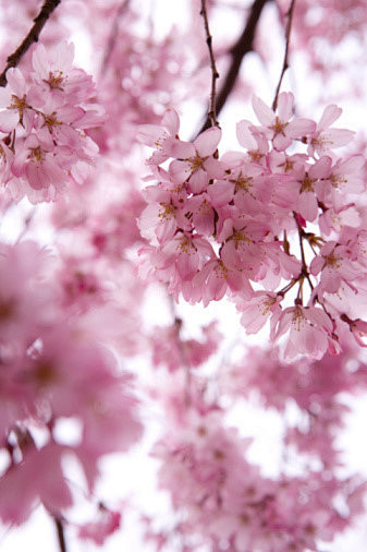 樱花纷飞的季节樱花纷飞iloveyousakurasakura