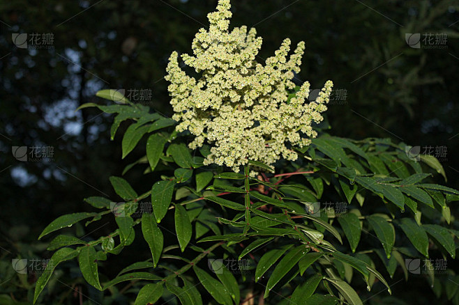 开花漆树