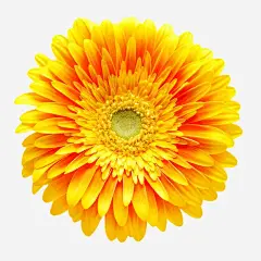 卡通鲜花唯美高清素材 手绘花朵图片 手绘鲜花 手绘鲜花图片 手绘鲜花素材 花卉 鲜花相框 元素 免抠png 设计图片 免费下载 页面网页 平面电商 创意素材
