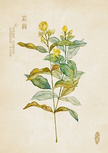 中草药绘本-茉莉