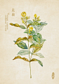 中草药绘本-茉莉