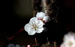 杏花怒放高清宽屏壁纸桌面壁纸1