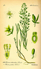 植物草本相关插画Flora von Deutschland Österreich und der Schweiz (1885). Thesium pyrenaicum