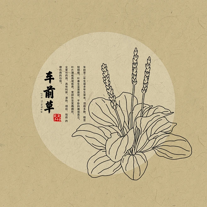 车前草本草纲目植物草药手绘