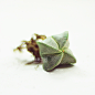 【非常花园】多肉植物 星斑鸾凤玉 Astrophytum myriostigma