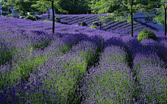 梅菜er采集到景观—花海