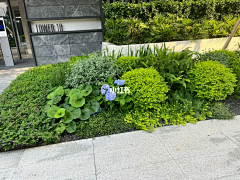 王坨坨坨采集到花境