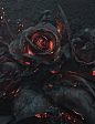 A rose after a forest fire - 9GAG