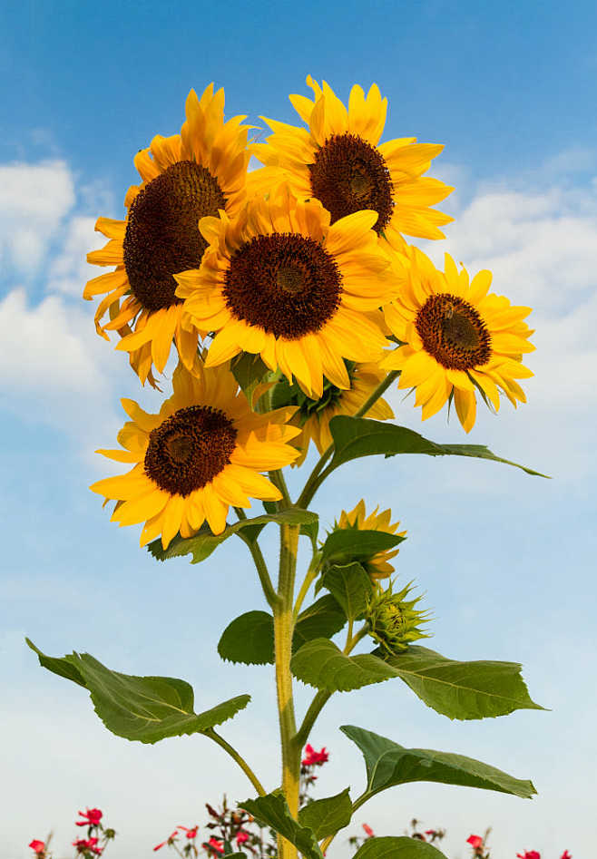 sunflower cluster