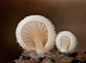 羊绒菇 #蘑菇#