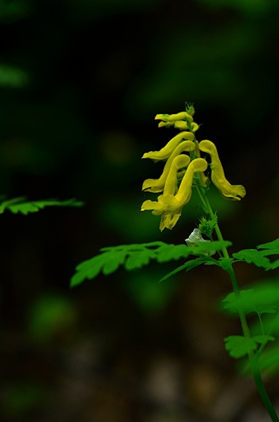 黄堇corydalispallida