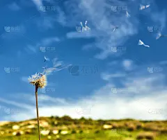 蒲公英带着种子被风吹过