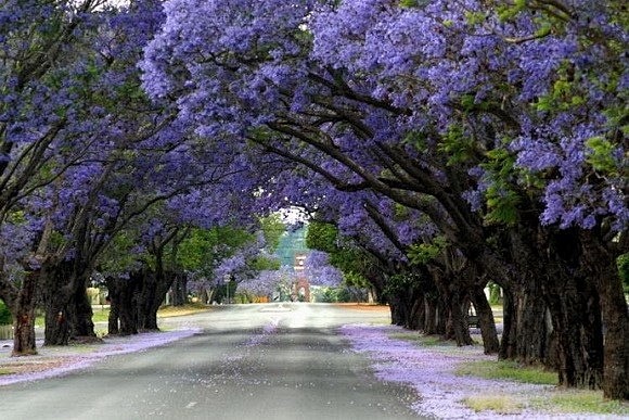 南非的蓝花楹路，从约翰内斯堡延伸到比勒陀...